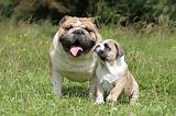 BULLDOG ANGLAIS 013